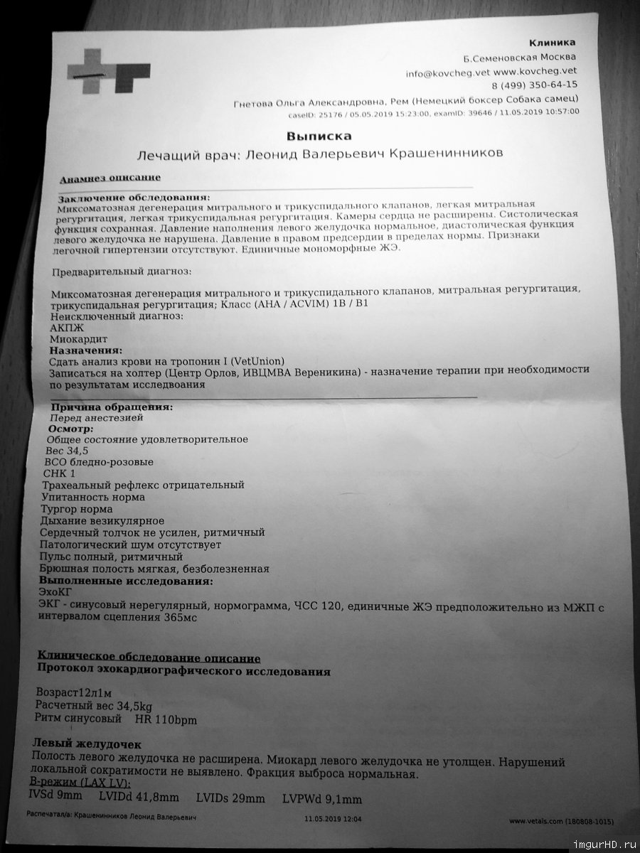 Москва,Рэмушка, кобель 30.03.2007  - Страница 5 4i73